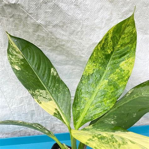 花葉萬年青開花|花葉萬年青 Dieffenbachia seguine｜家居植